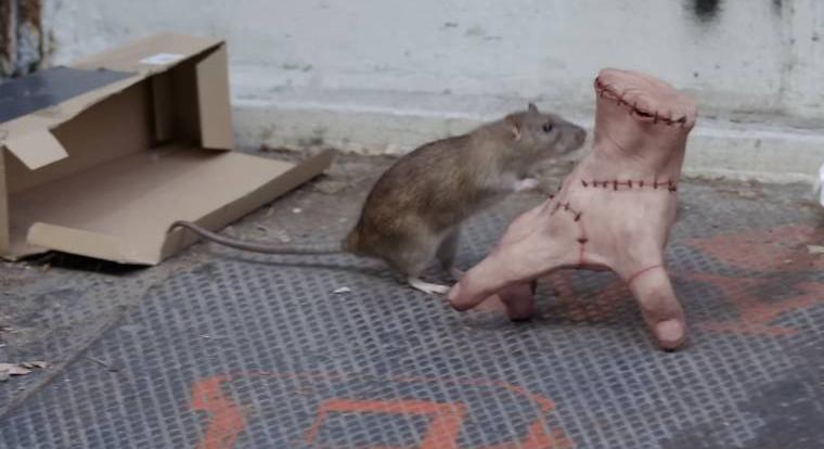 Izé elszabadult New Yorkban, gördeszkázott és összebarátkozott egy patkánnyal