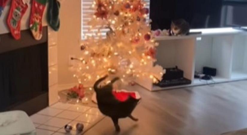 Szemügyre vette a macska a karácsonyfát, a rákövetkező pillanatban meg is bánta