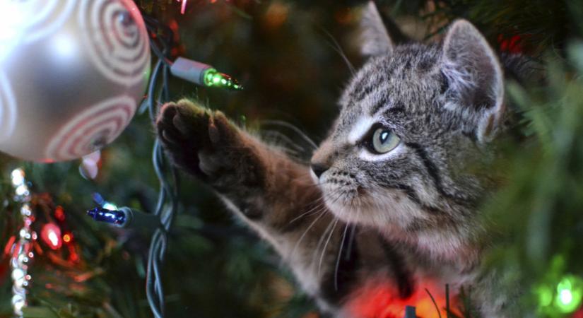 Így NE állítsd fel a karácsonyfát, ha macskád van és békés ünnepekre vágysz