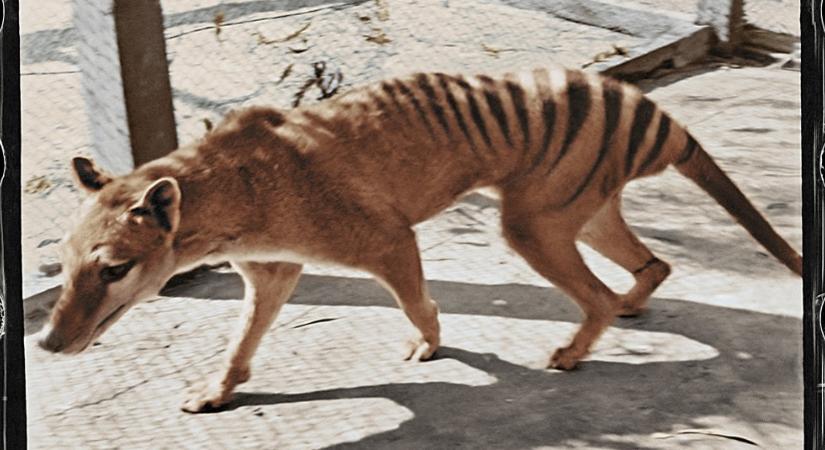 85 év után kerültek elő az utolsó ismert tasmán tigris maradványai