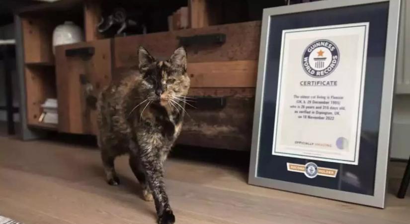 Bámulatos: A 26 éves brit macskát a “világ legidősebbjének” koronázták