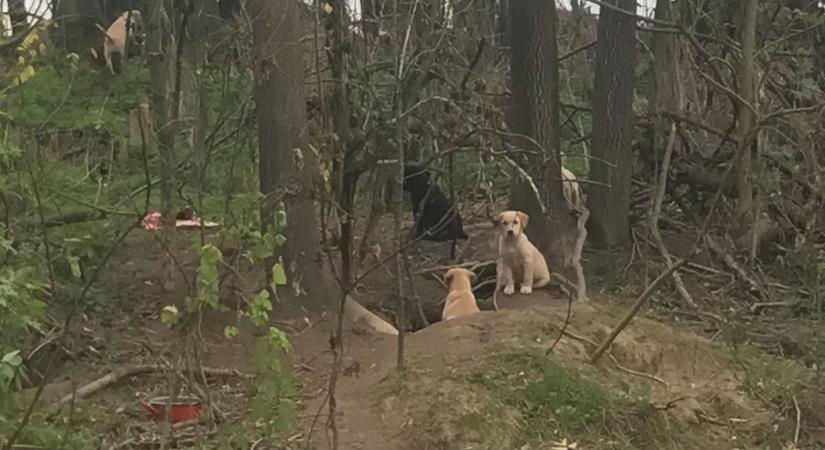 Gazdára találtak a Sárkeszinél vadon élő kutyakölykök