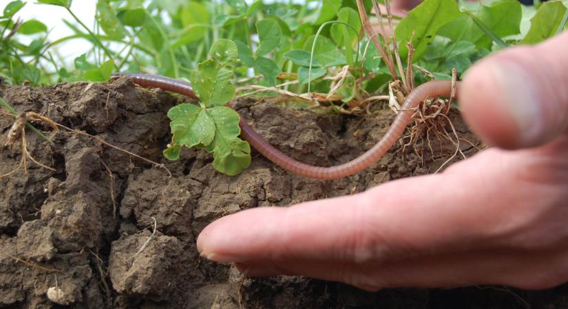 A talaj világnapja: módszerek, melyekkel megőrizhetjüj talajaink termékenységét