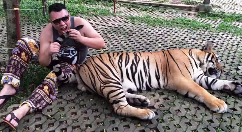 Mit tesz a tigris, ha valaki bele akar harapni a farkába? - videó