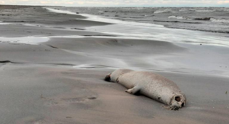 Több ezer elpusztult fókát mosott partra a víz Oroszországnál