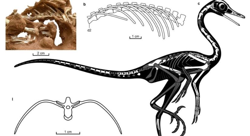 Búvármadárhoz hasonló dinoszaurusz maradványaira bukkantak Mongóliában