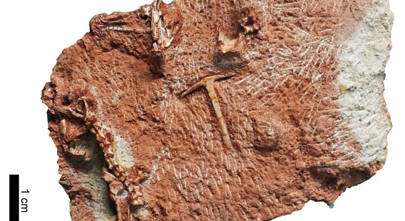 202 millió éves lelet került elő egy raktárból