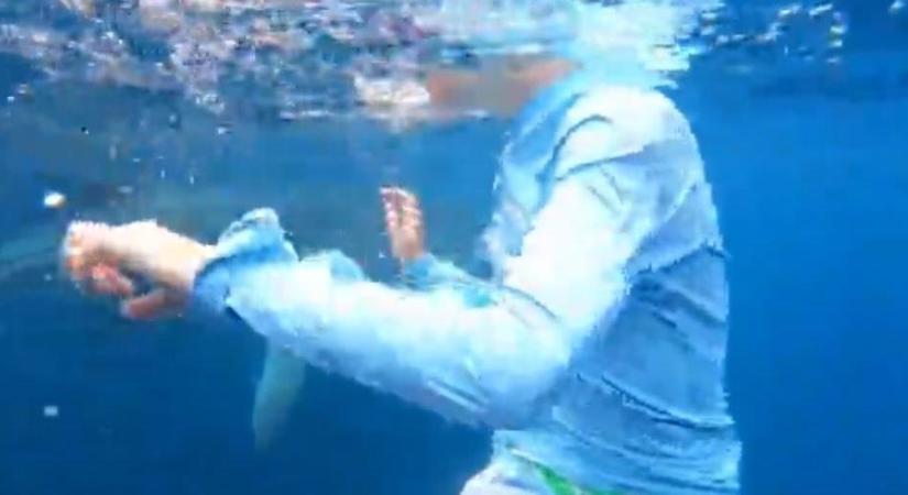 Hatalmas állat úszott a meglepett fürdőzők mögé - videó