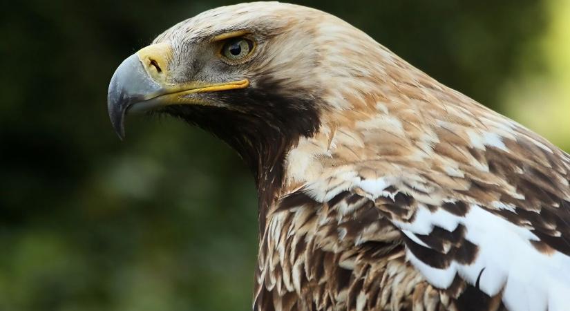Jelentős mennyiségű madarat veszélyeztet a kihalás Romániában