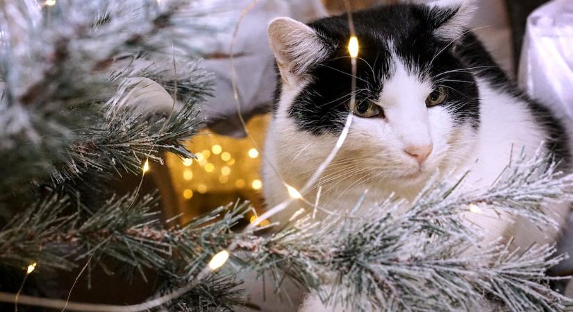 Macska vs karácsonyfa – nevess egy jót ezeken a cicákon!