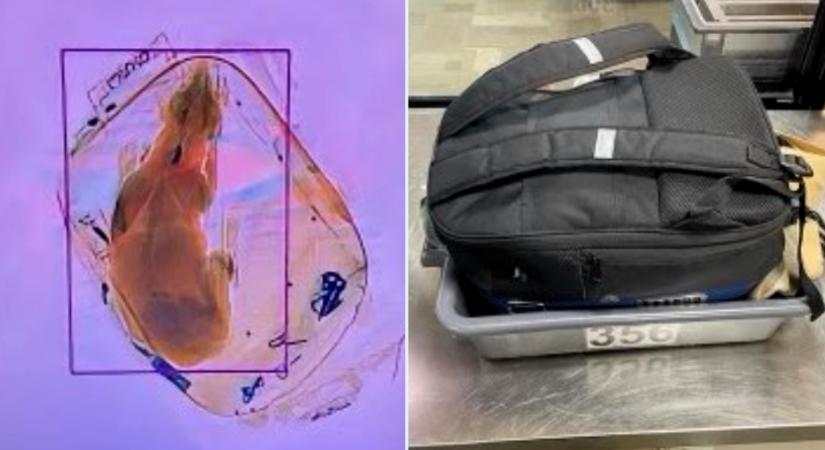 Ezúttal kiskutyát talált egy poggyászban a reptéri röntgen