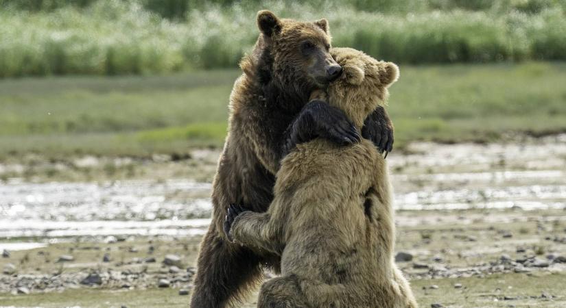 Ölelkezve bújt egymáshoz a medve testvérpár miután újra egymásra találtak