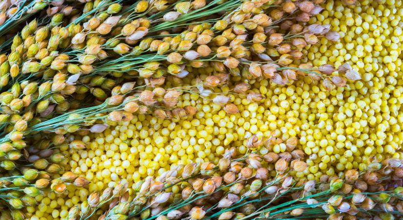Ez az ókori gabonanövény lehet újra népszerű 2023-ban: ettől olyan egészséges