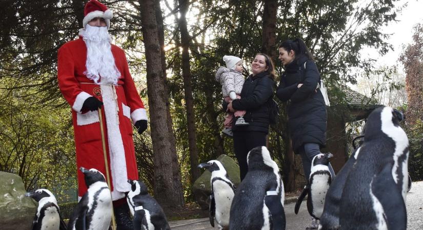 Különleges élmény: pingvinekkel sétál a Mikulás a berényi állatkertben
