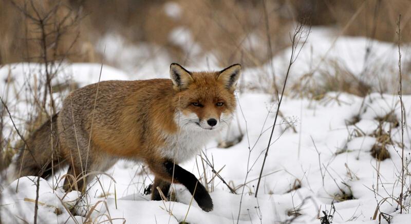 A puszták téli állatvilága: őzek, nyulak, nyusztok, rókák, hermelinek…
