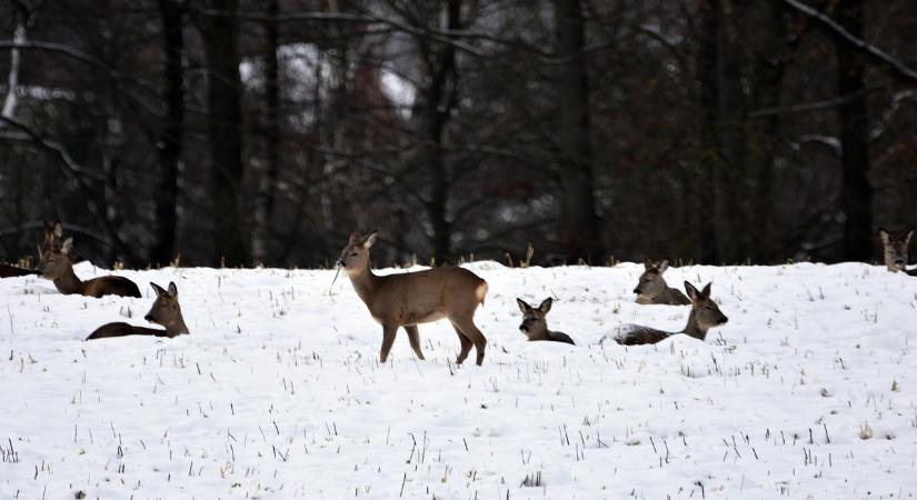 Őzek, nyulak, nyusztok, rókák, hermelinek – gazdag és színes a Vásárhely környéki puszták téli állatvilága