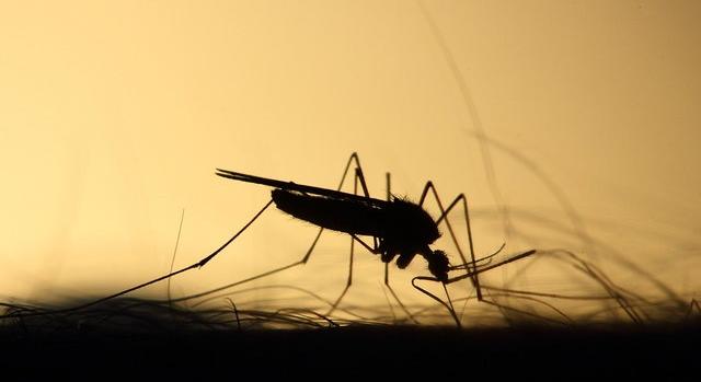 Mutáns, méregrezisztens szúnyogok jelentek meg