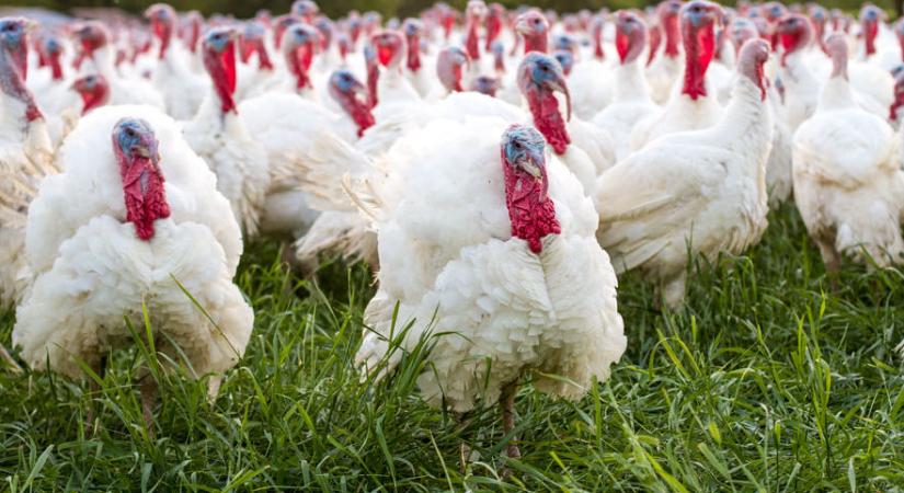 Magyarul pulyka, angolul turkey – de miért? Egy kis gasztroetimológia