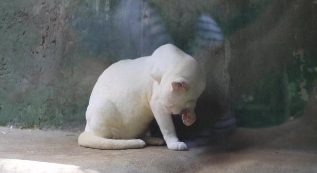 Így néz ki a világ egyetlen albínó ocelotja