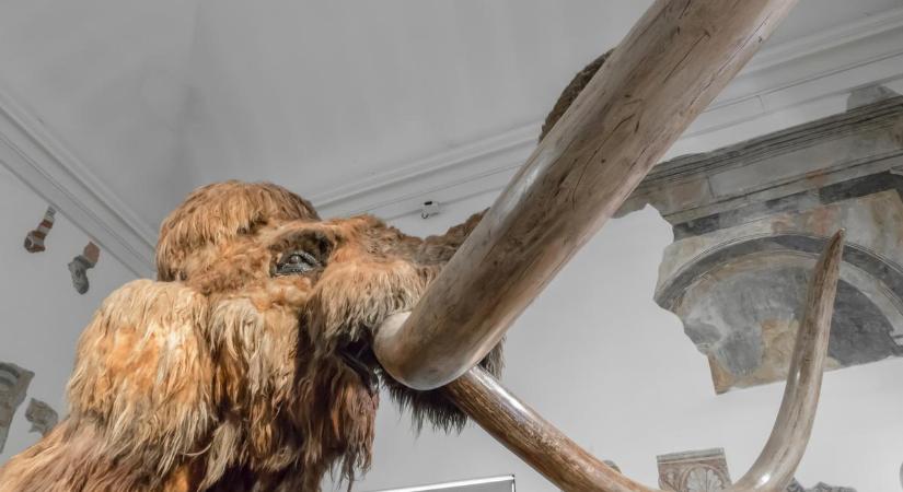 Valóra válik Baba Vanga rettentő jóslata? Ősi, gyilkos vírusokat ástak ki orosz tudósok Szibériában a fagyott mamutok testéből, már folynak a kísérletek
