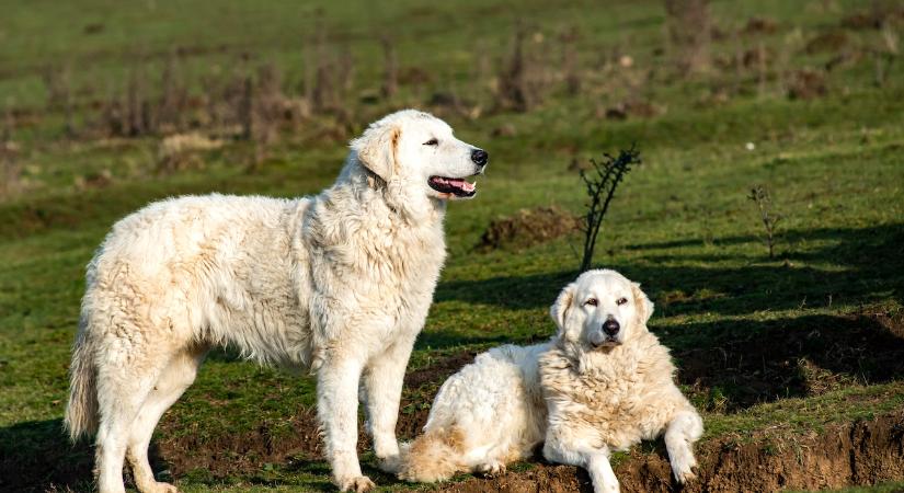 Kuvasz: a mi kutyánk kölyke
