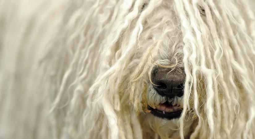 Kuvasz, puli, komondor: a kutyatartás mint önreflexió és identitáskeresés