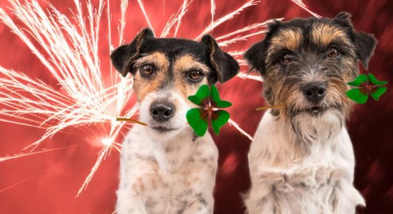 Szilveszteri jó tanácsok kutyatartóknak! – Az év utolsó napja csodás ünnep, de a kutyáinknak nagyon veszélyes lehet!