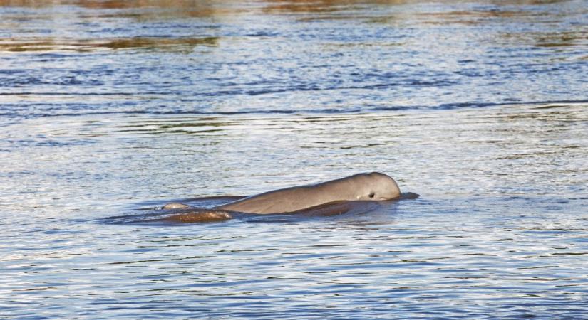 Annyi delfint ölnek a Mekongban, hogy sok helyen teljesen betiltják a halászatot