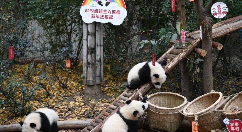 Így ünnepelte a szilvesztert 13 pandabébi - szupercuki videó Kínából