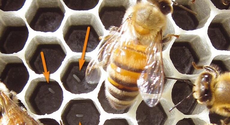 Méhésziskola kezdőknek: A méhbiológia alapjai - A teljes átalakulás fogalma és szakaszai