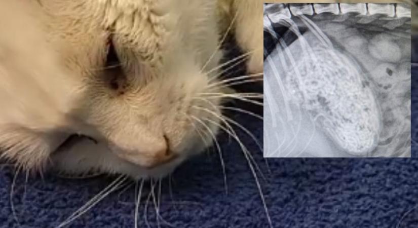 Életveszélyes állapotban vitték kórházba a cicát, az orvosok megdöbbentek, mi volt a hasában - Fotók