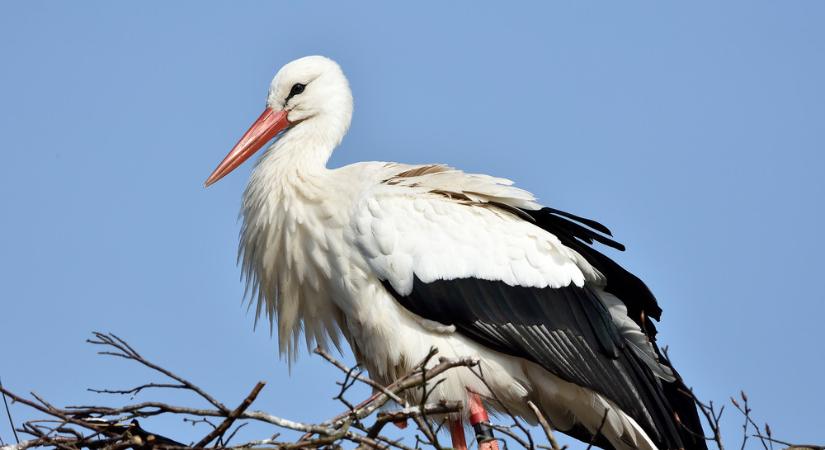 Telelő gólyát videóztak le Dunakilitin