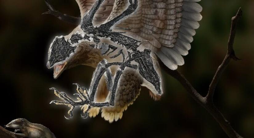 Dinoszauruszfejű madár maradványaira bukkantak