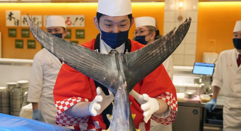 Megrendezték az év első tonhalárverését Tokióban - képek