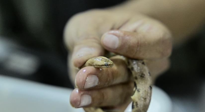 Picurka törpeboafajt fedeztek fel Ecuadorban