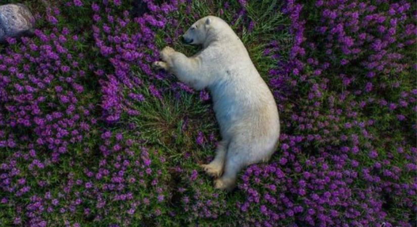 A virágos réten lustálkodó jegesmedvék fotóit receptre írnánk fel mindenkinek, aki egy kis nyugalmat keres
