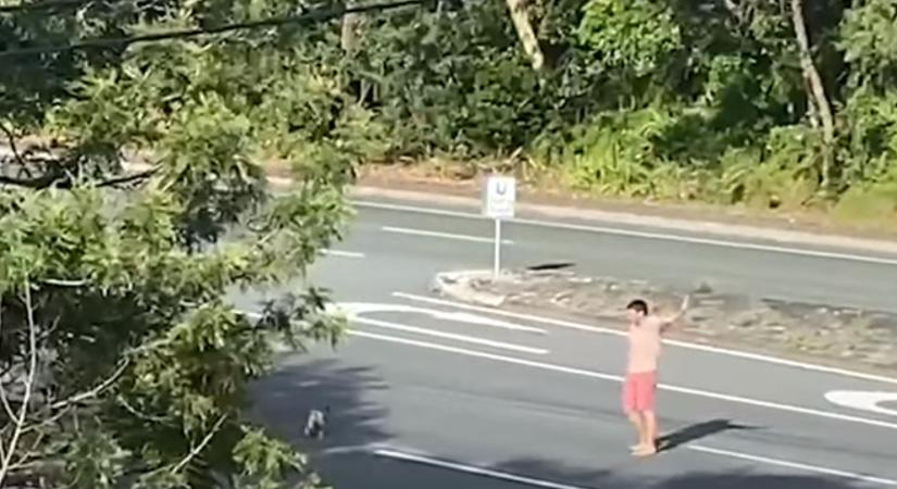 Amikor az ember segít az állatnak: egy lomha koala miatt állította meg az autókat egy férfi a négysávos úton