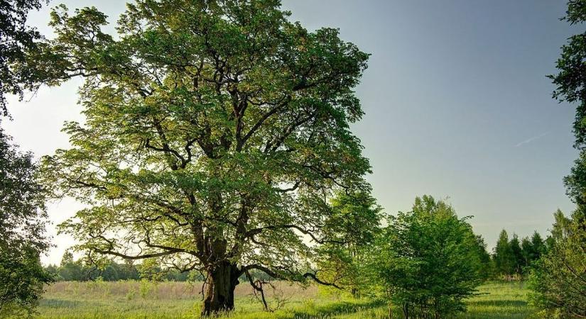 Az ártéri ligeterdők fafaja kerül a fókuszba jövőre
