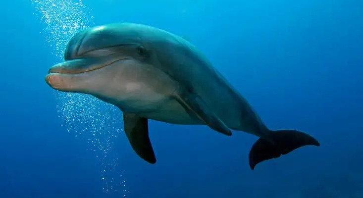 Kiabálni kezdtek a delfinek, hogy hallják egymást a zajos vízben