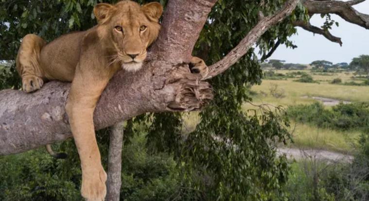 Így fekszenek a fákon az oroszlánok – Drónvideó!