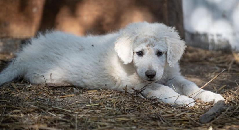 Kimagasló genetikai értéket képvisel a kuvasz