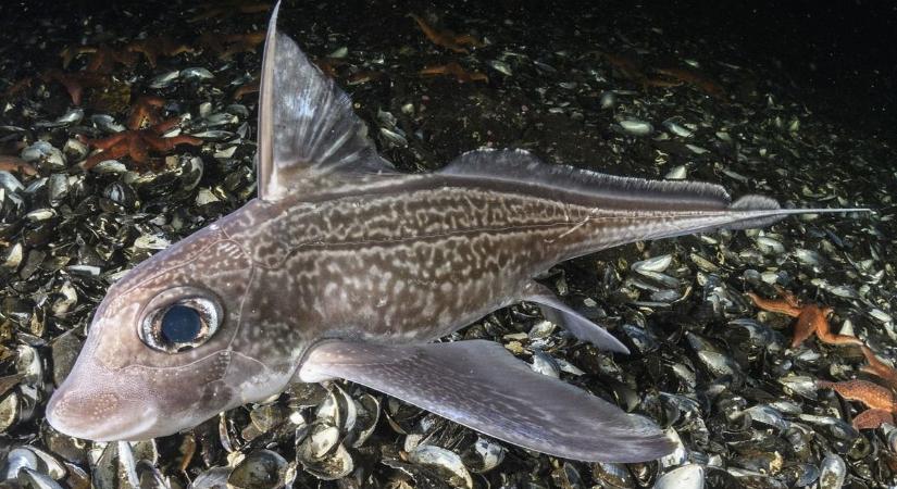 Mélytengeri halak maradványaira bukkantak Baranyában