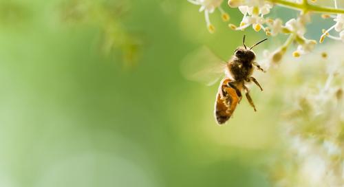 Vakcina készült a méheknek az egyik legpusztítóbb betegségük ellen