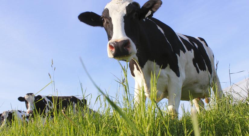 Túl nagy a felelőssége a globális felmelegedésben a tejiparnak - drasztikus lépésekre szánta el magát a Danone