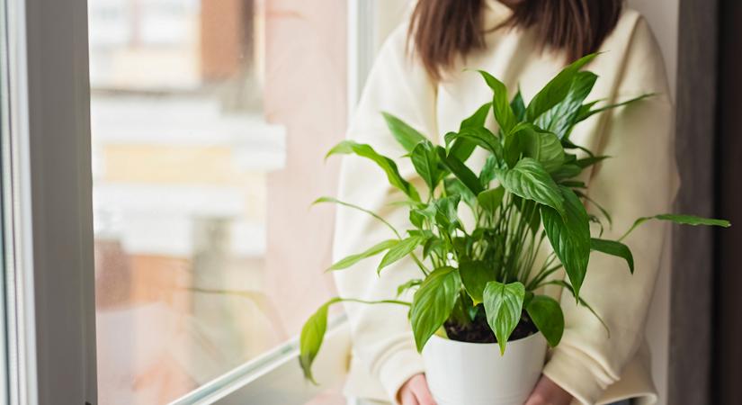 5 szobanövény, amely segít megelőzni a penészesedést