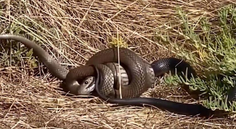 Ilyet még nem látott: halálos kígyók harca életre-halálra - videó