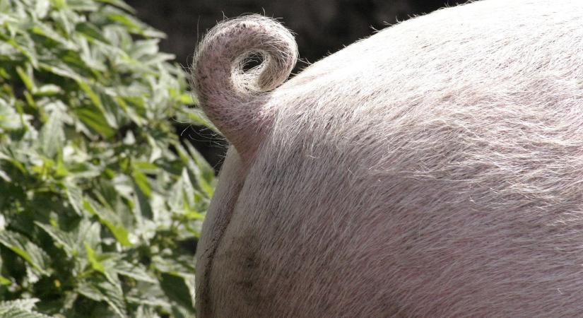 Állatorvosok, figyelem! Leállt az antibiotikum-felhasználás bejelentő rendszer