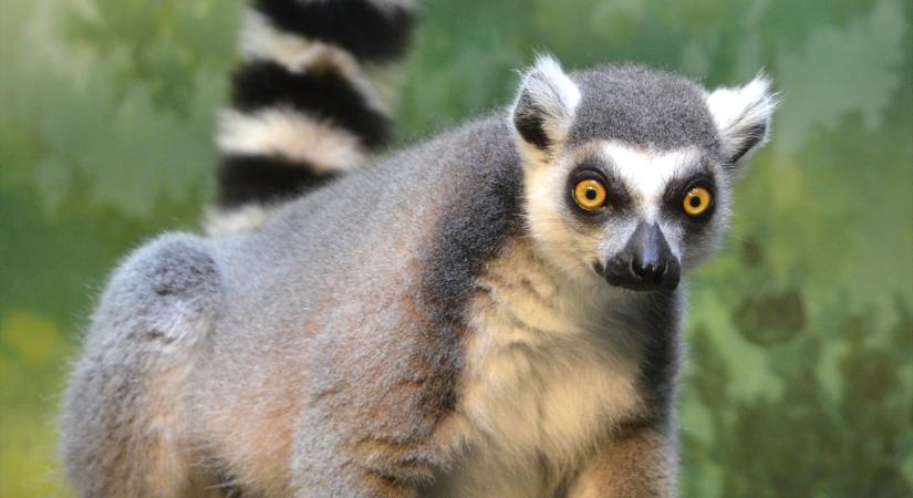 Veszélyben a madagaszkári állatvilág
