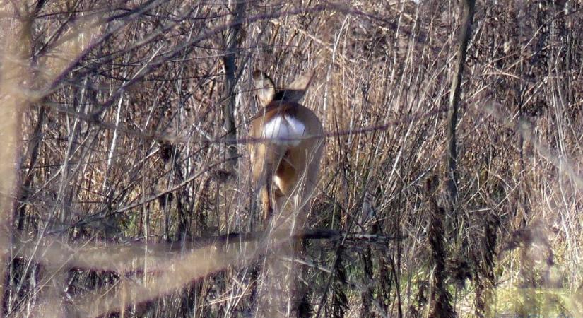 A Kis-Gerje patak környéke