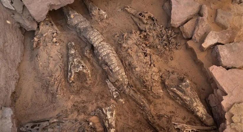 Mumifikálódott krokodilokat rejtett ez az egyiptomi sír